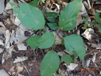 Photo by Opino Gomango